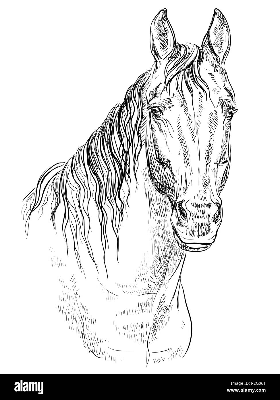 Ritratto di cavallo. Testa di cavallo in colori monocromi isolati su sfondo bianco. Vettore di disegno a mano illustrazione Illustrazione Vettoriale