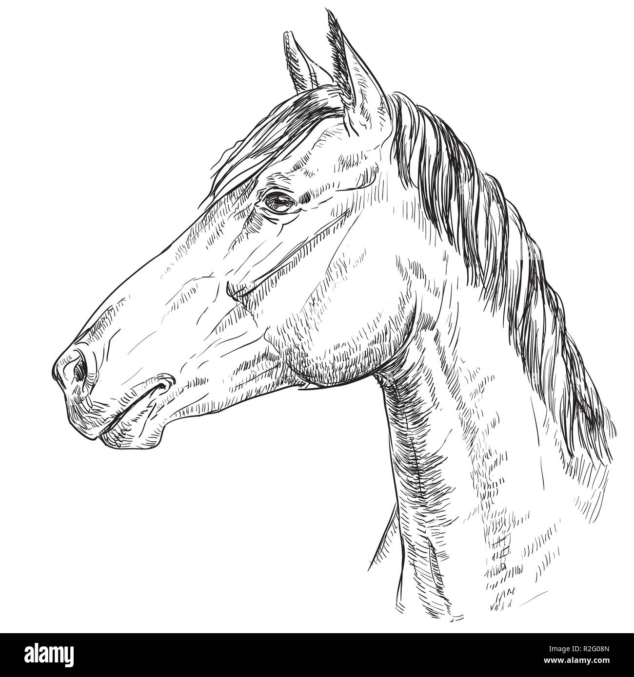 Ritratto di cavallo. Testa di cavallo in profilo in colore monocromo isolati su sfondo bianco. Vettore di disegno a mano illustrazione Illustrazione Vettoriale