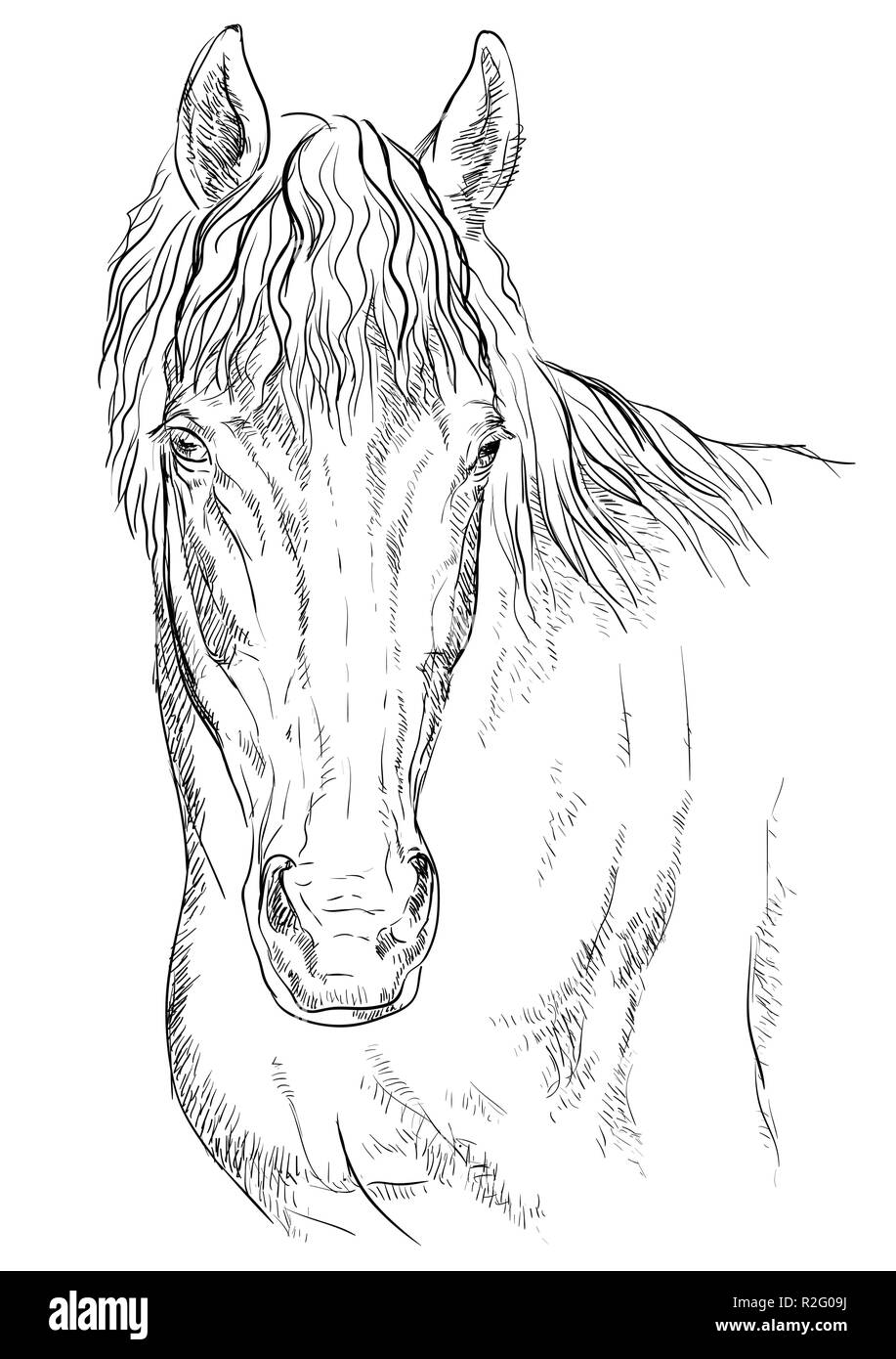 Ritratto di cavallo. Testa di cavallo in colori monocromi isolati su sfondo bianco. Vettore di disegno a mano illustrazione Illustrazione Vettoriale