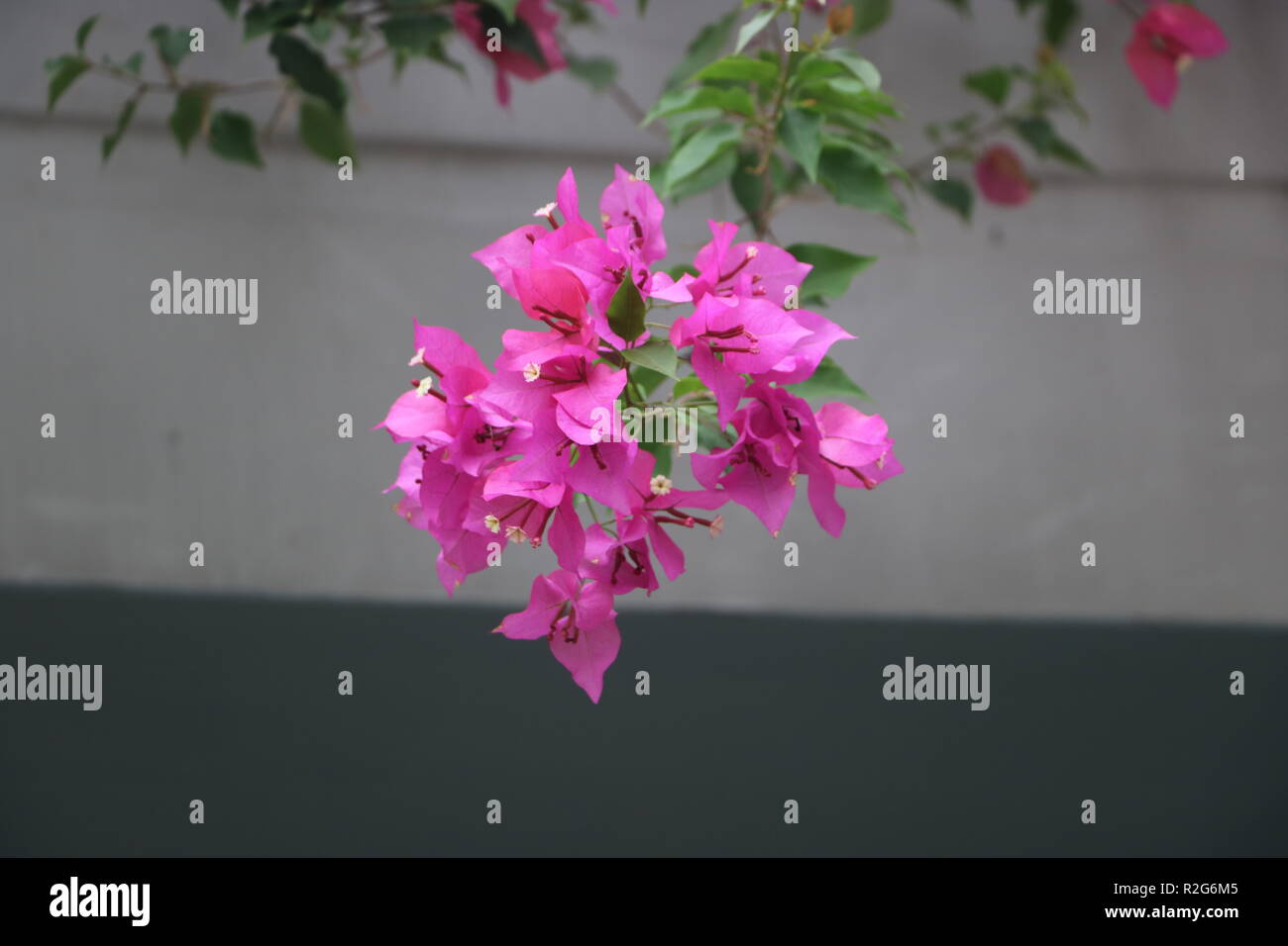 Colore rosa Bagan bilash fiore Foto Stock