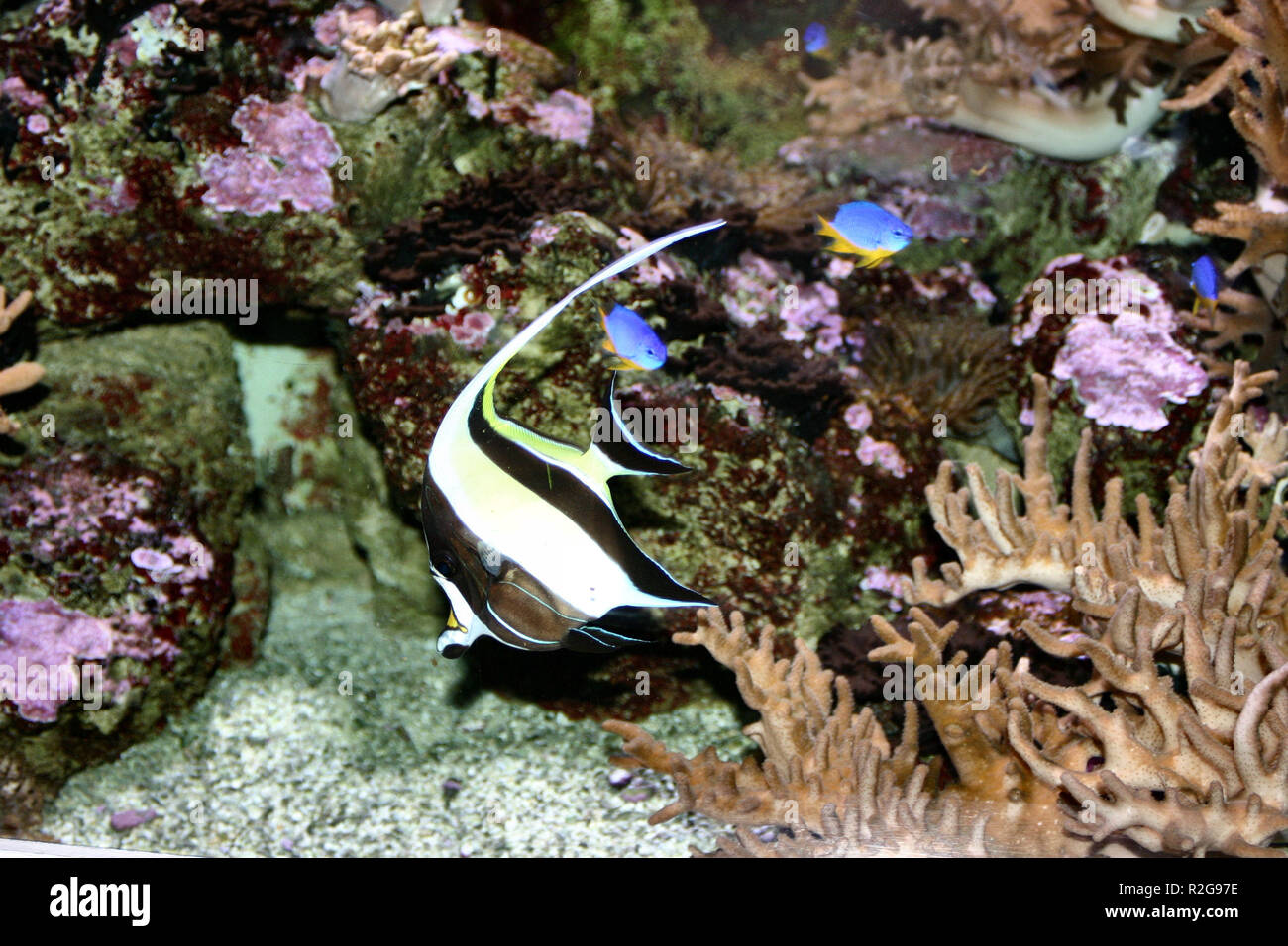 Wimpelfisch Foto Stock