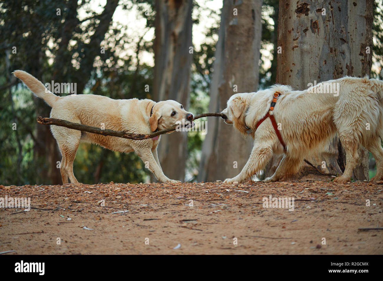 Il Labrador Retriever e riproduzione di tiro della fune Foto Stock