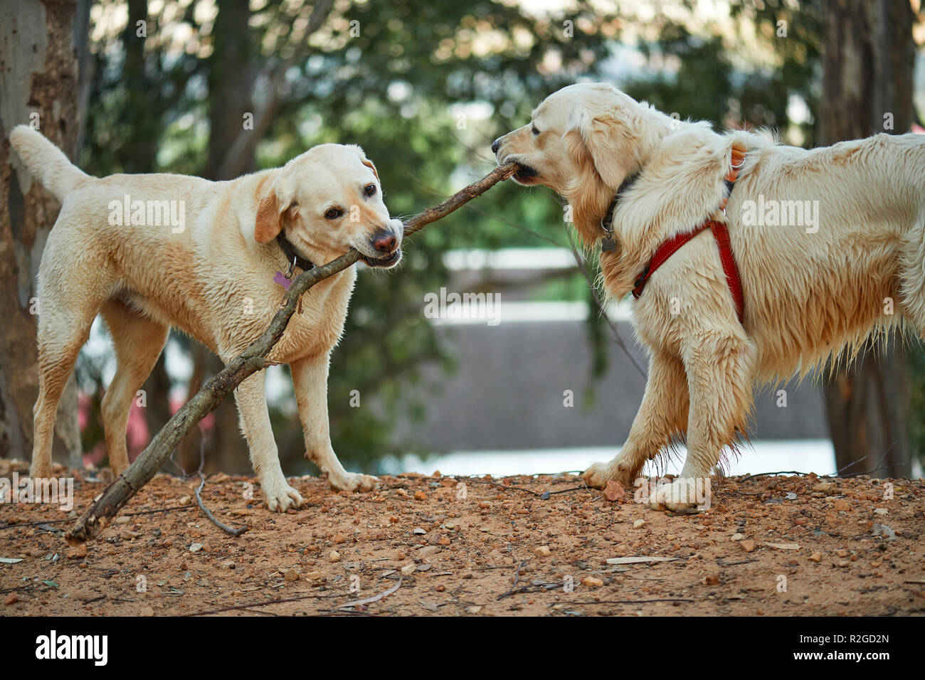Il Labrador Retriever e riproduzione di tiro della fune Foto Stock
