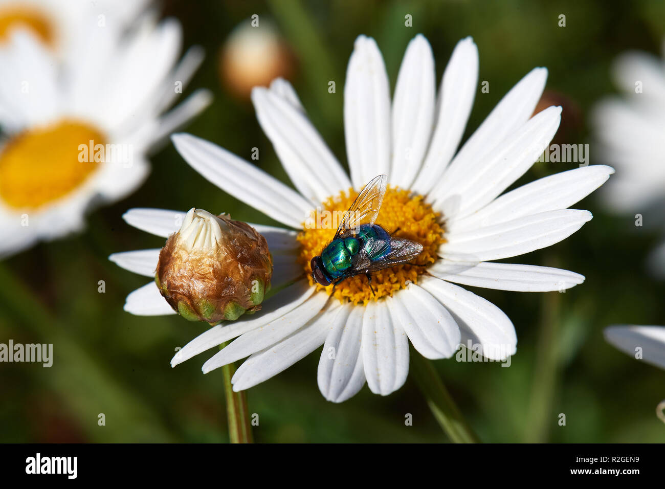 Bottiglia blu volare sul fiore di pioggia Foto Stock
