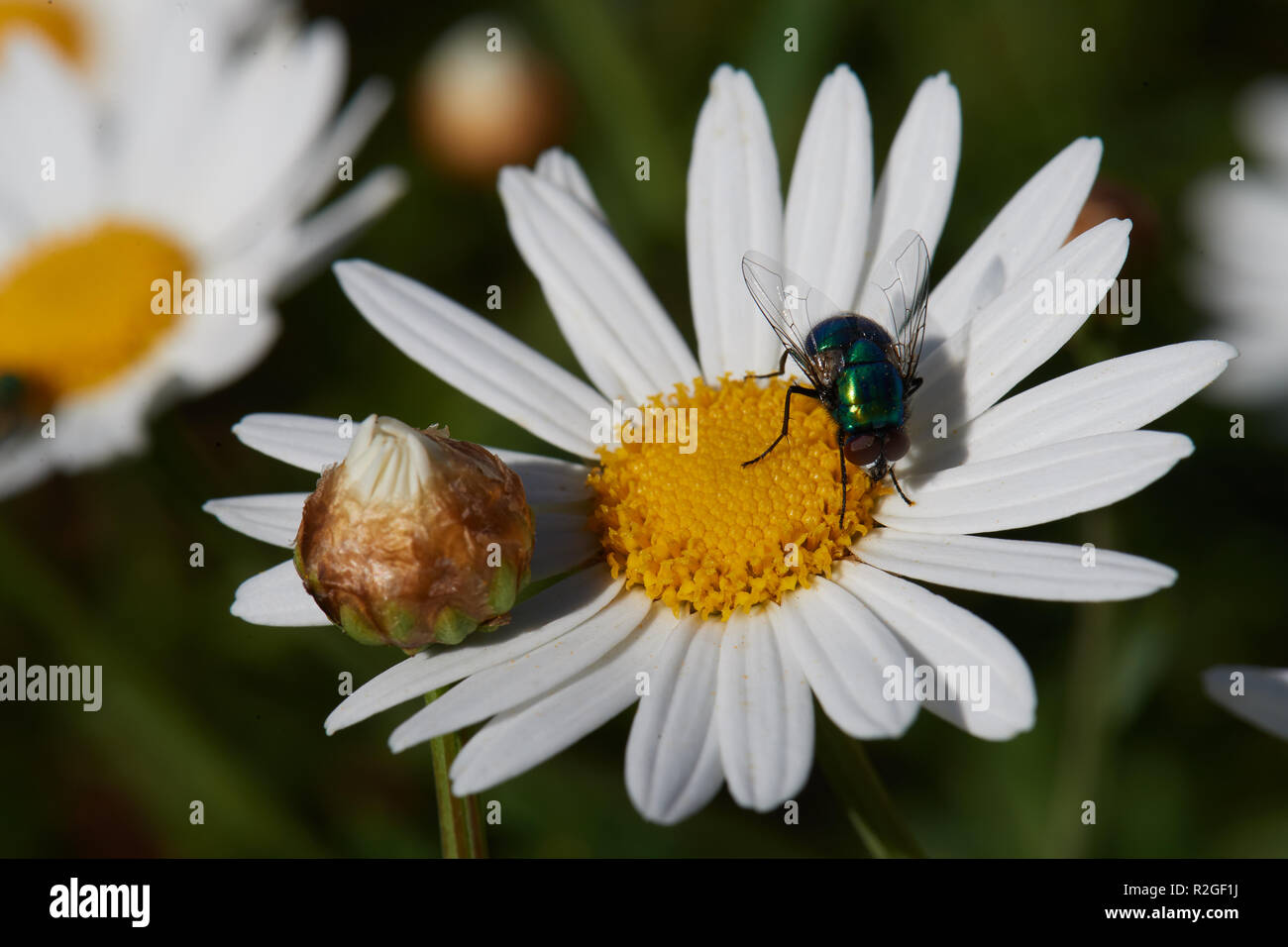 Bottiglia blu volare sul fiore di pioggia Foto Stock