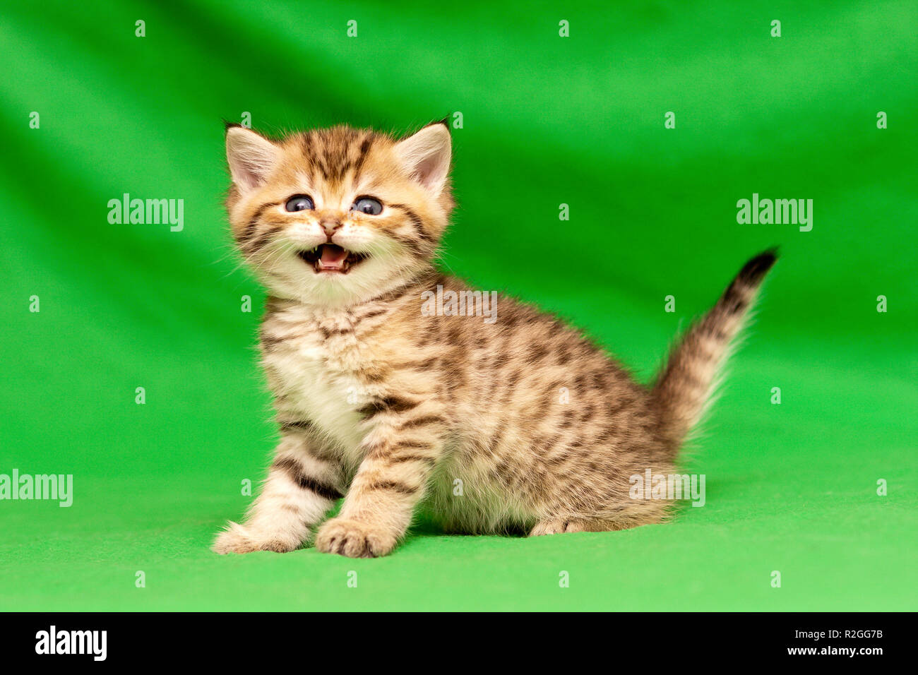 Funny little spotted Golden British gattino guarda la telecamera e dice meow in piedi su uno sfondo verde Foto Stock