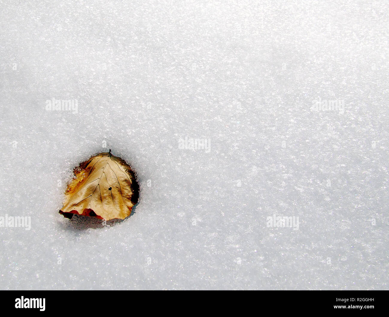 nella neve Foto Stock