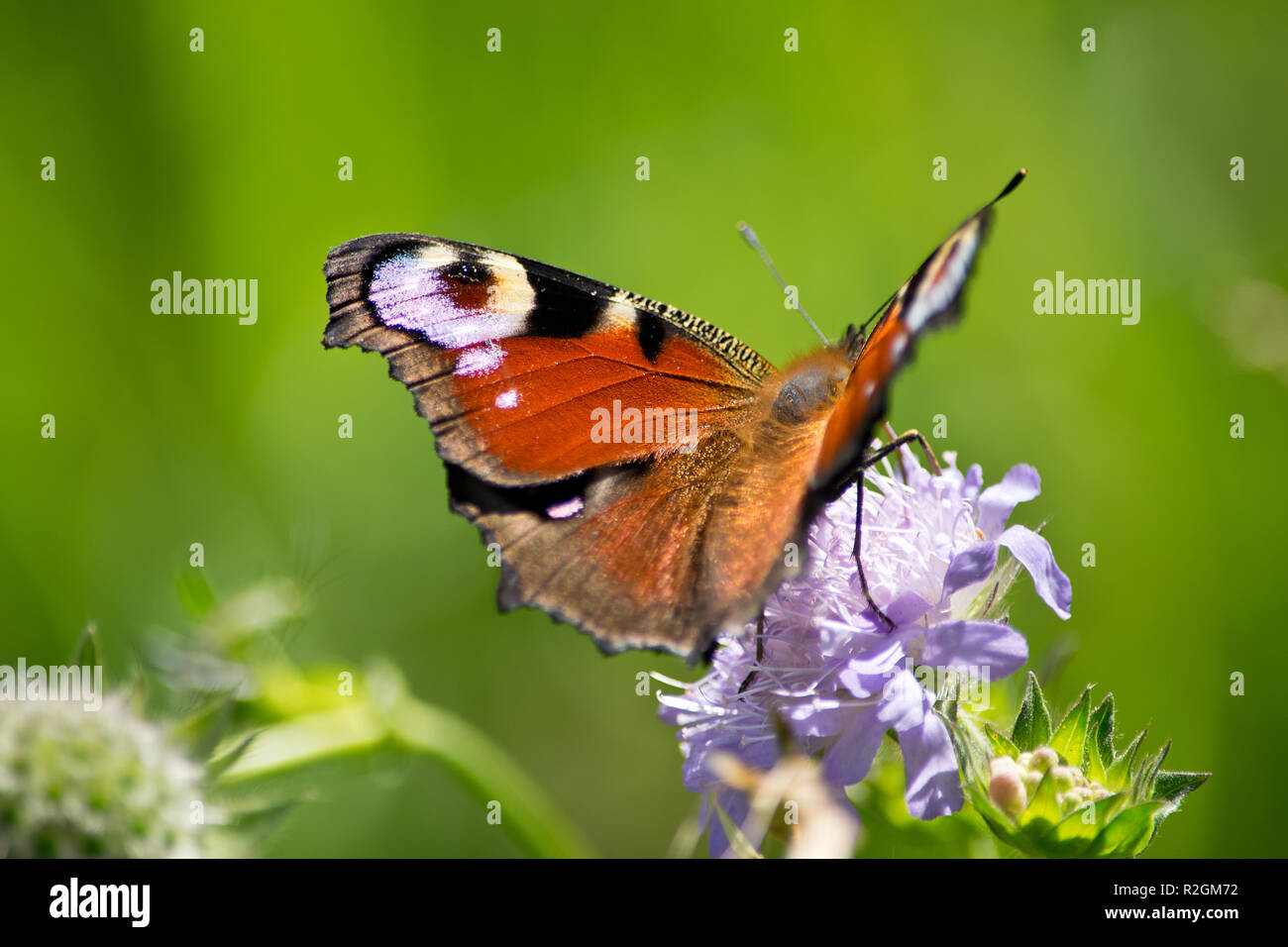 Farfalla pavone su un fiore in estate. Foto Stock