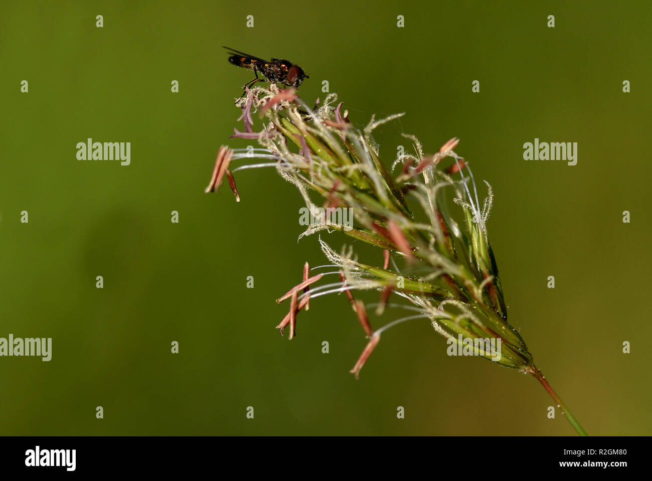 Non per allergia Foto Stock