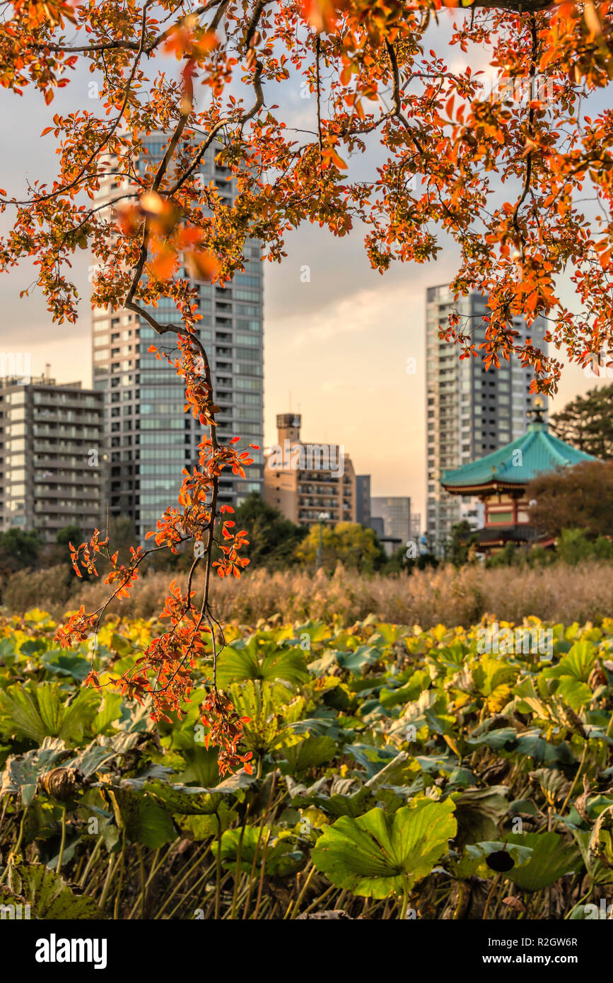 Autunno al Tempio di Benten do all'interno dello stagno di Shinobazu al Parco Ueno, Tokyo, Giappone Foto Stock
