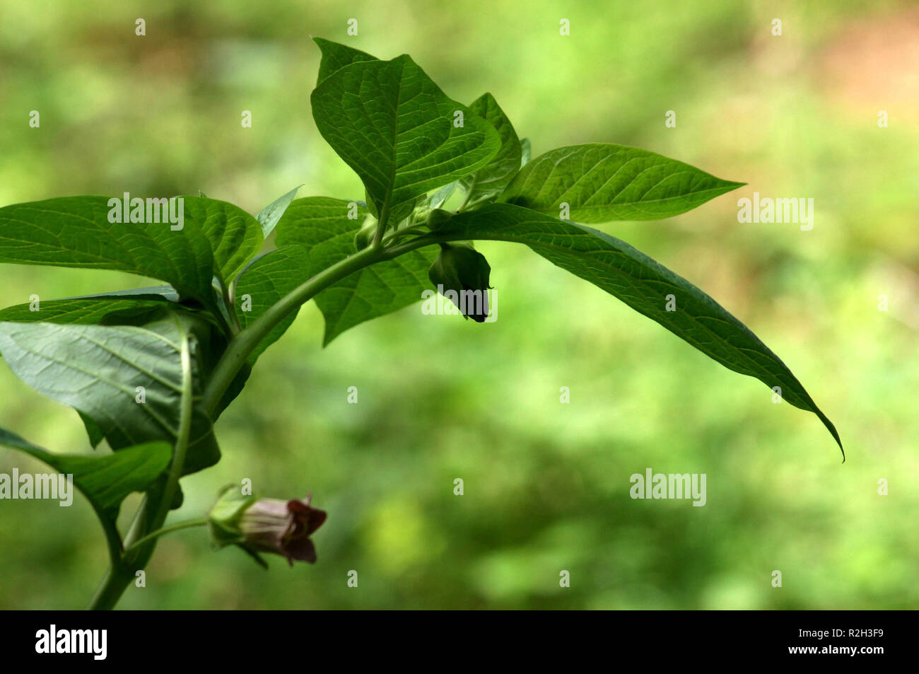 Le gemme di belladonna Foto Stock