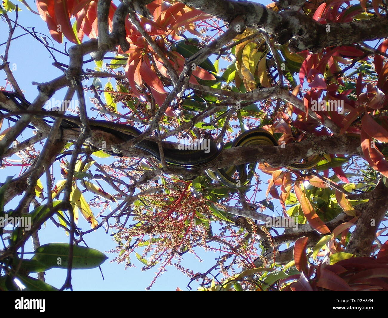 I serpenti nella struttura ad albero Foto Stock