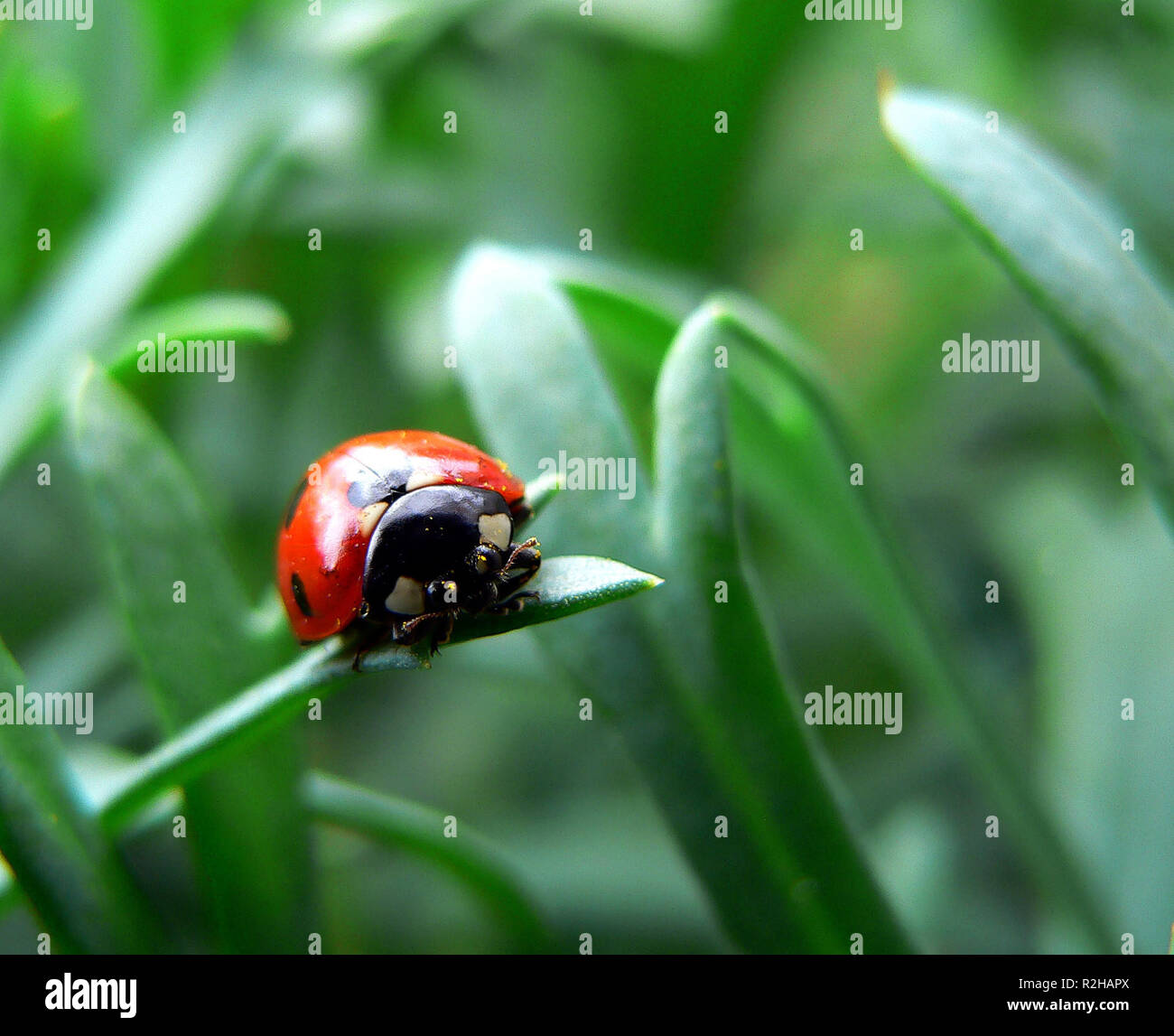 Luv beetle Foto Stock