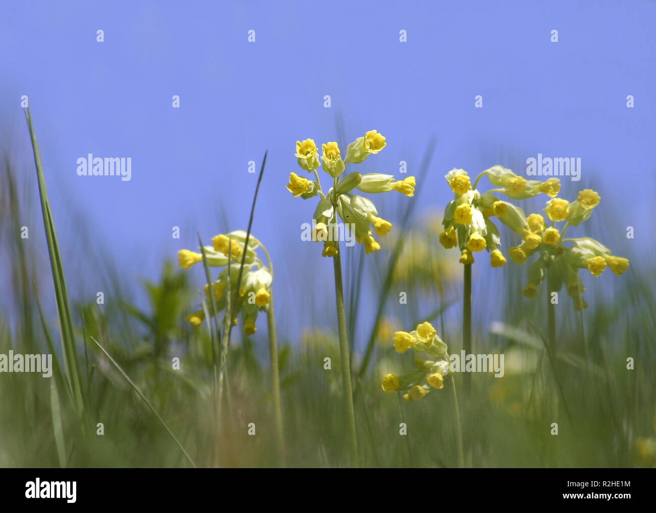 primule Foto Stock