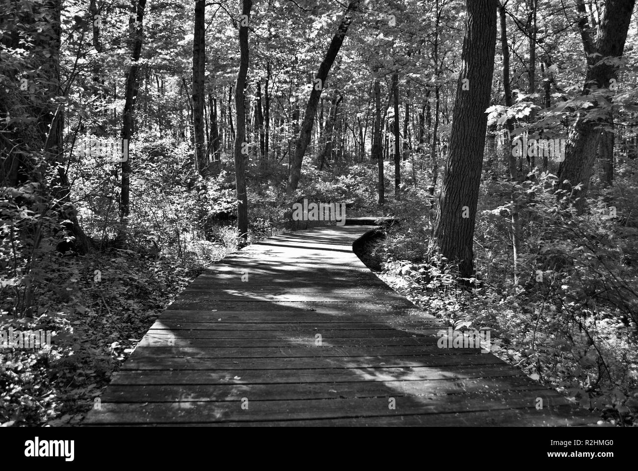 Percorso di legno attraverso il centro del bosco Foto Stock
