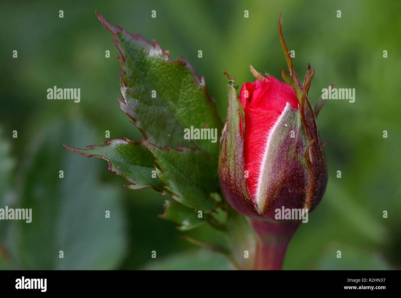 Un ros è risorto Foto Stock