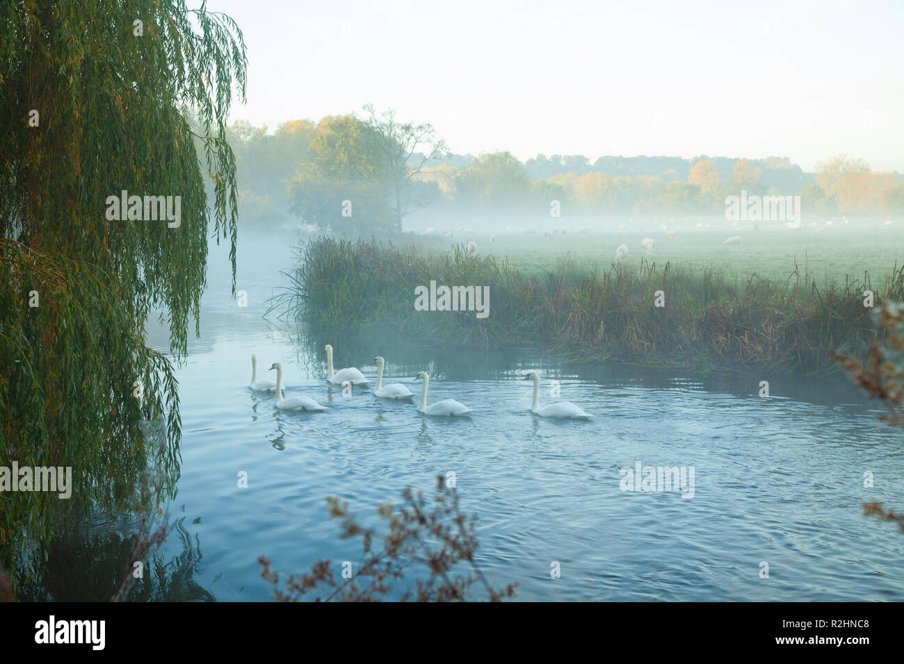 I cigni nuotare in una nebbiosa Fiume Avon a Salisbury in Inghilterra. Foto Stock