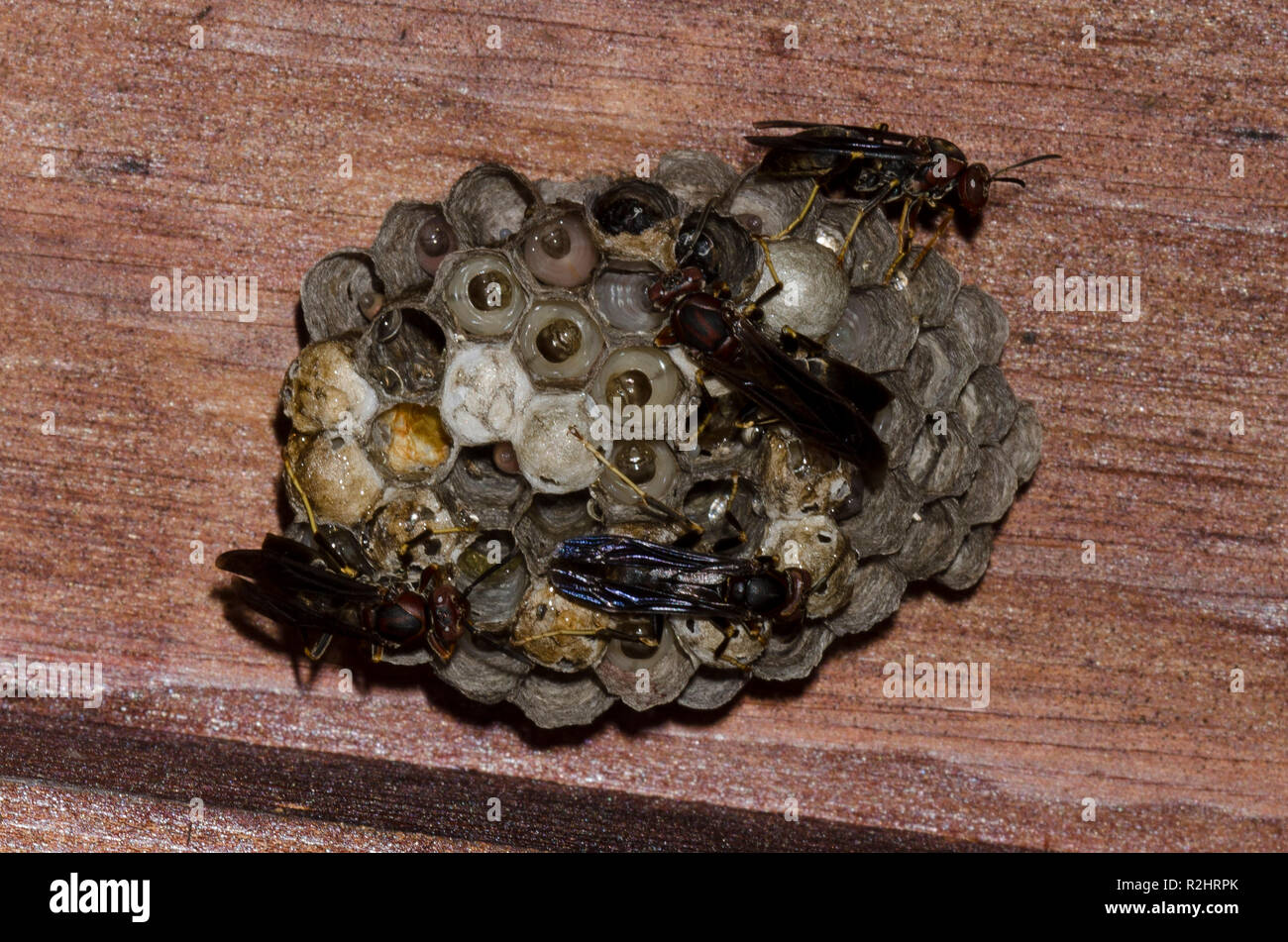 Carta Vespe Polistes metricus, sul nido Foto Stock