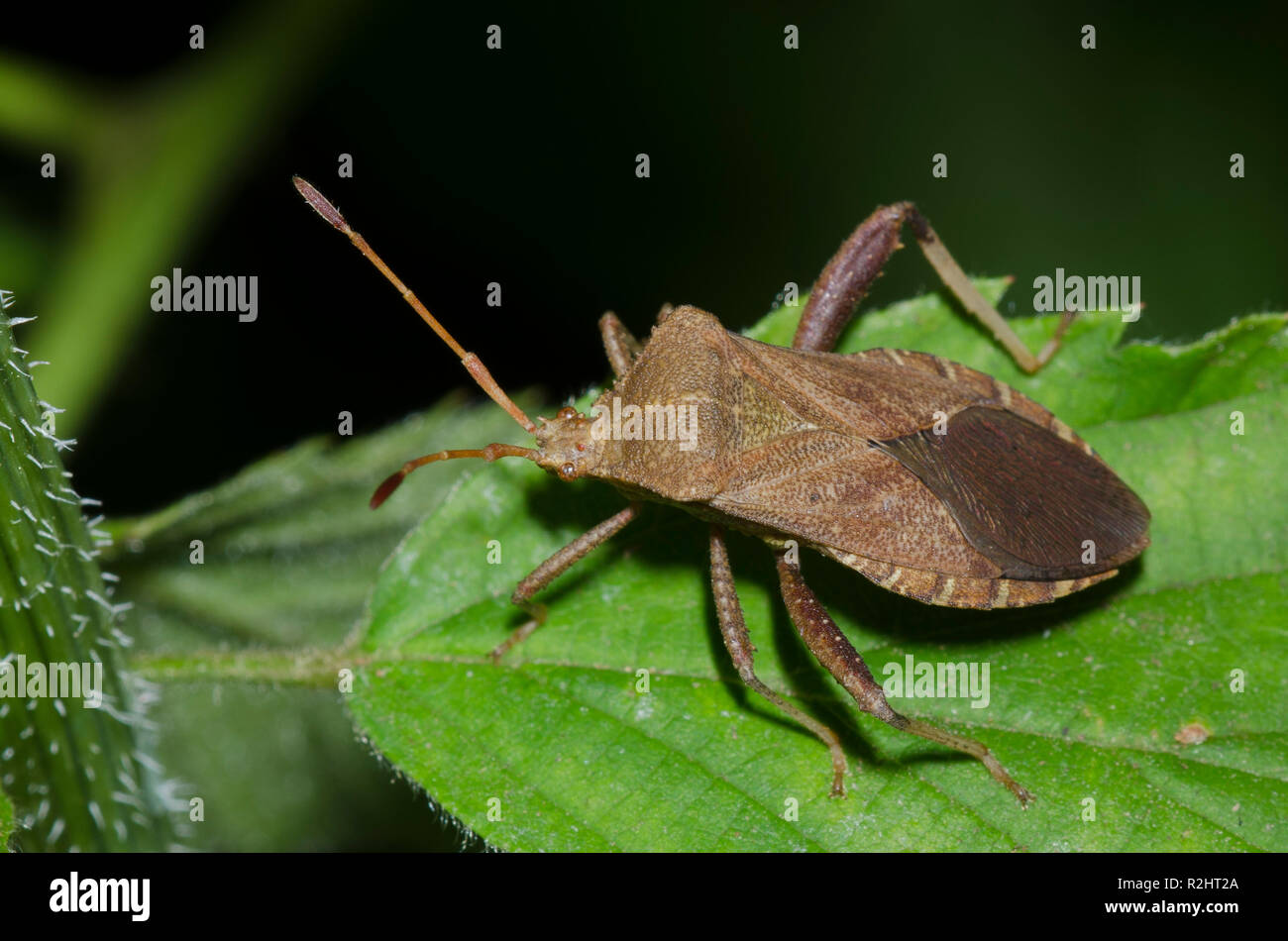 Helmeted Squash Bug, Euthochtha galeator Foto Stock