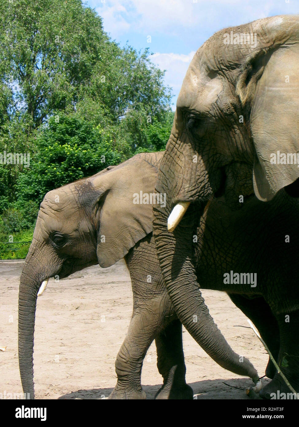 elefanti Foto Stock