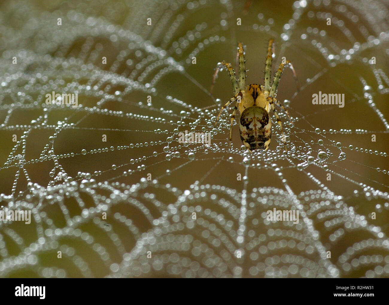 tela di ragno Foto Stock