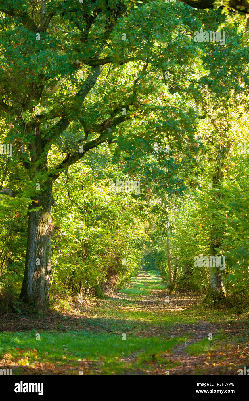 Il Clarendon modo da Salisbury di Pitton WILTSHIRE REGNO UNITO Foto Stock