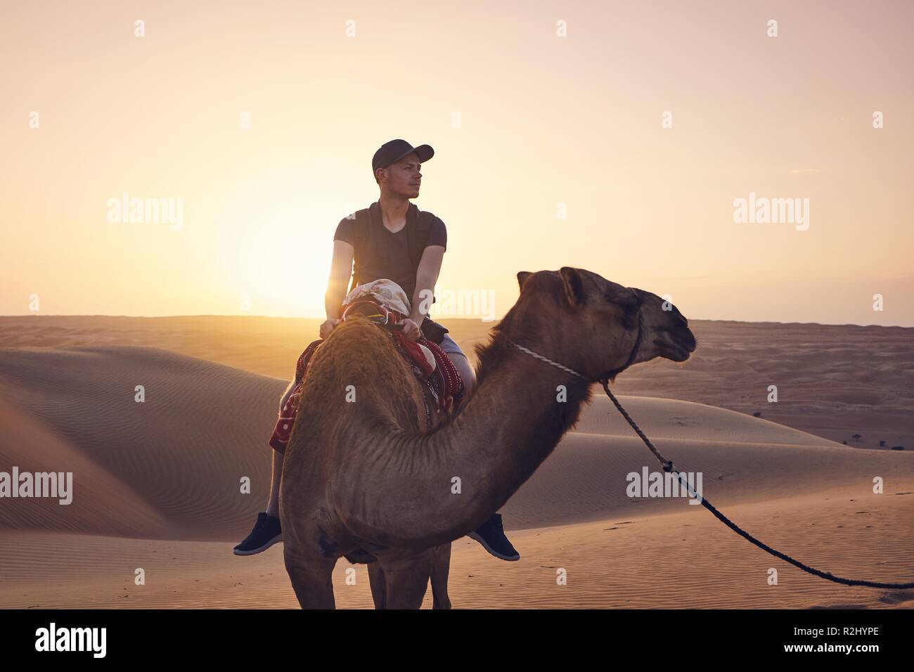 A dorso di cammello nel deserto al tramonto da favola. Giovane uomo godendo di viaggio sulle dune di sabbia. Wahiba Sands nel Sultanato di Oman Foto Stock
