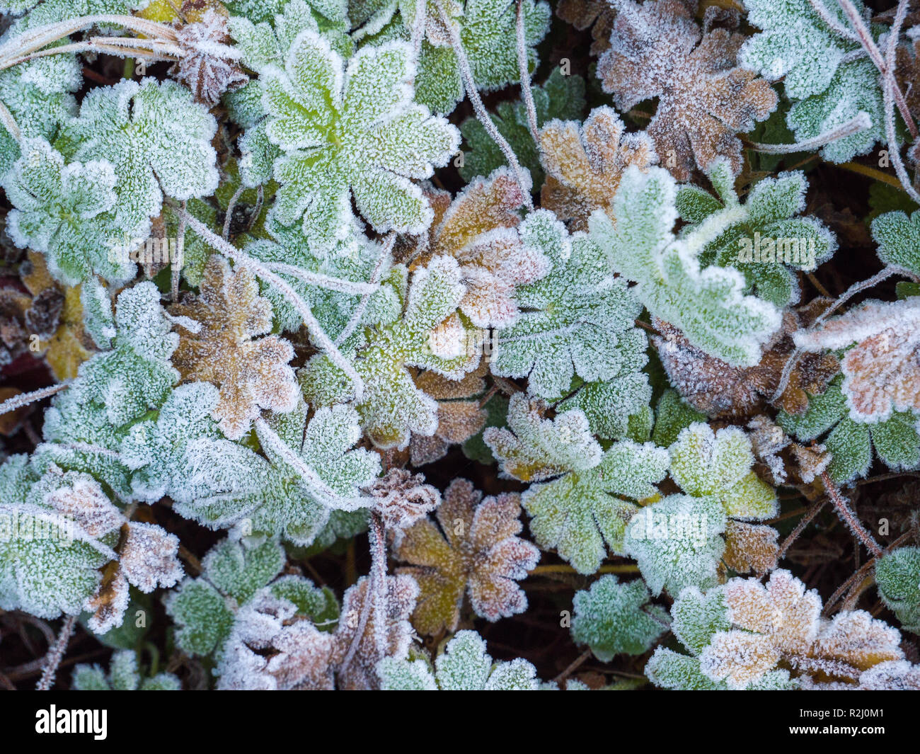 Close-up con congelati foglie verdi nel mio giardino. Foto Stock
