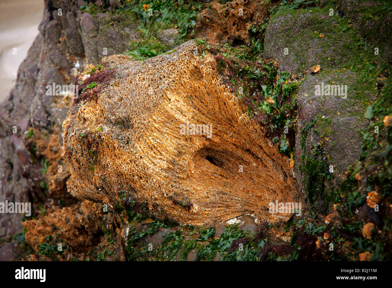 Nido worm (Sabellaria alveolata) sulle rocce esposte a bassa marea a Duckpool Bay. Vicino a Bude, North Cornwall Foto Stock