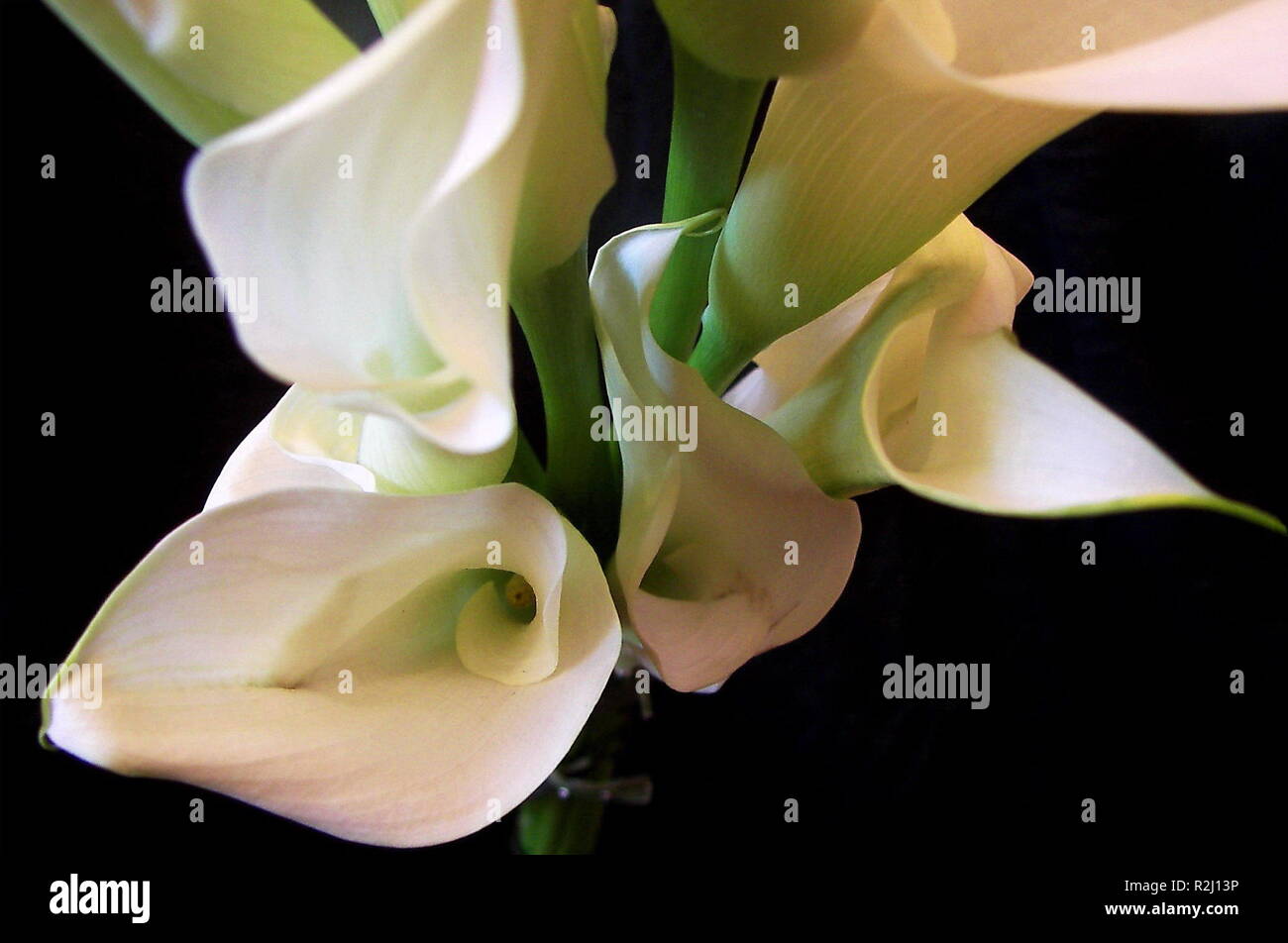 Macro di una calla lily Foto Stock