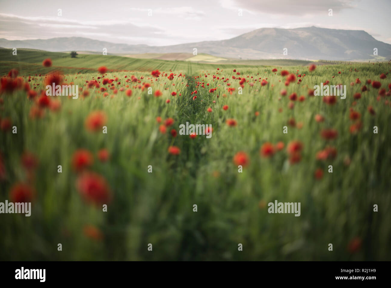 Campo di grano con papaveri, Granada, Andalusia, Spagna Foto Stock
