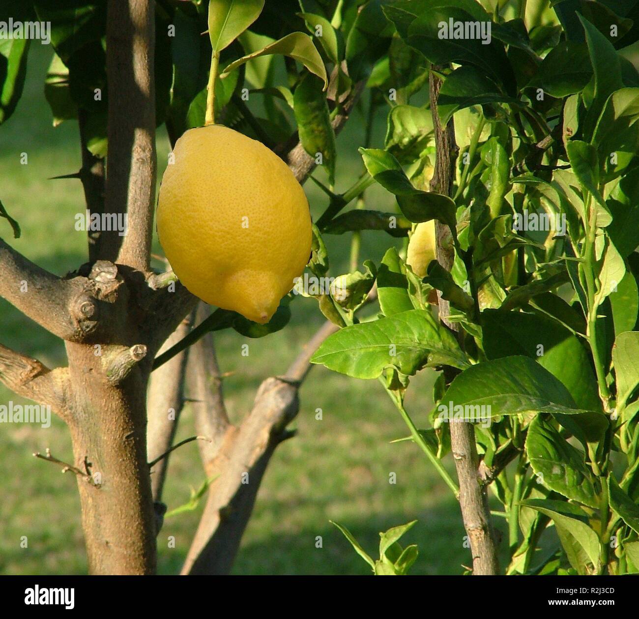 Limone (2) Foto Stock