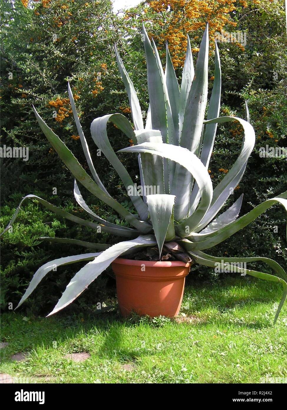 Giant aloe vera Foto Stock