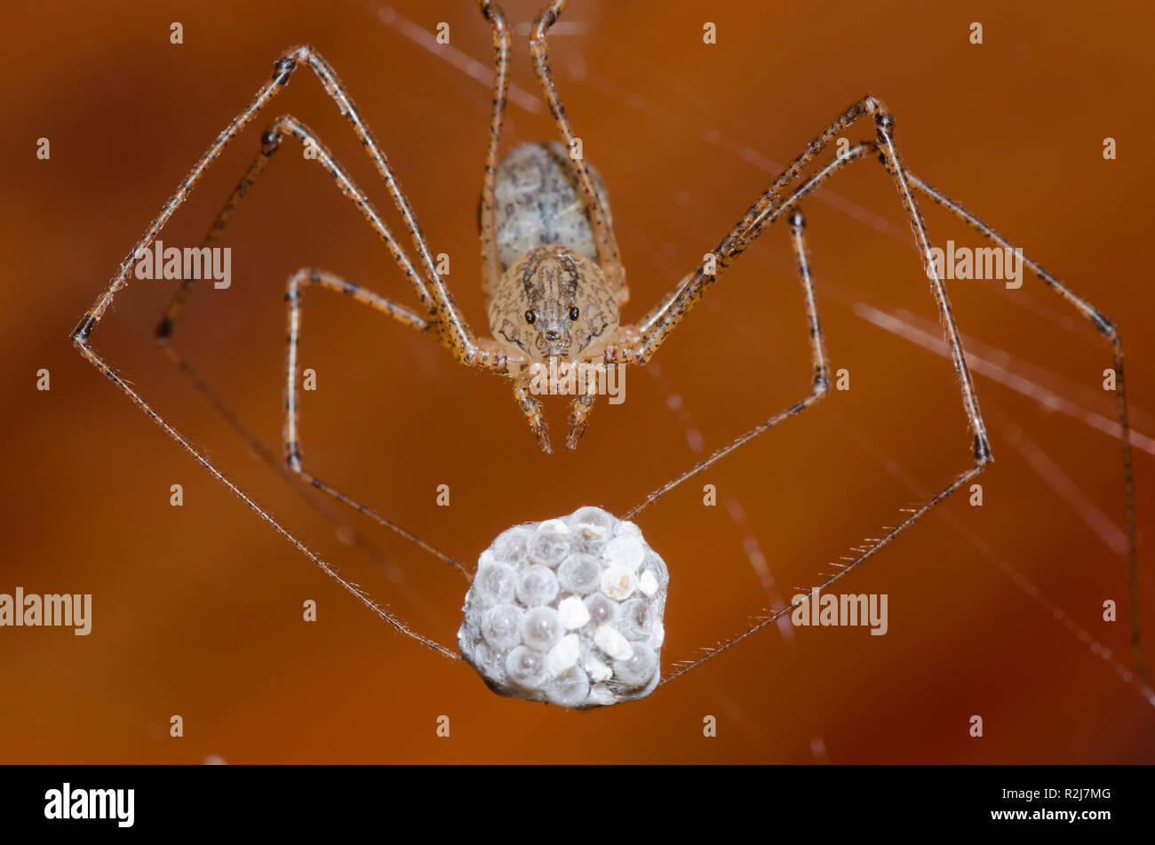 Spitting Spider, Scitodes atlacoya, femmina con cassa d'uovo Foto Stock