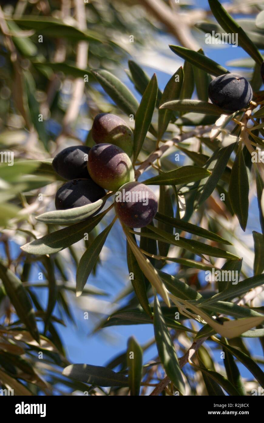 olive Foto Stock