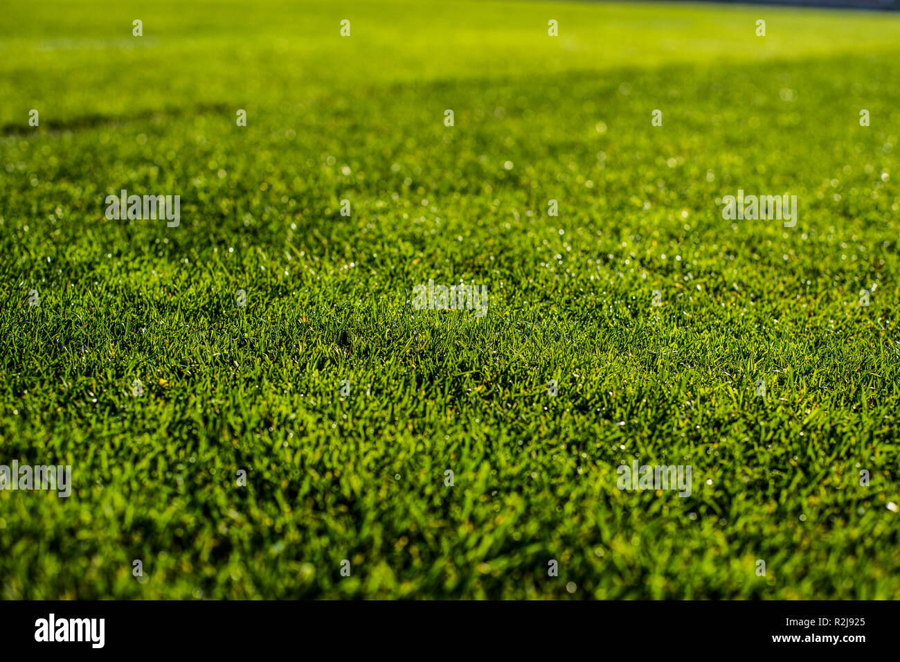 Luminoso verde erba colorata passo del calcio stafium, chiudere con splendidi bokeh e strisce Foto Stock