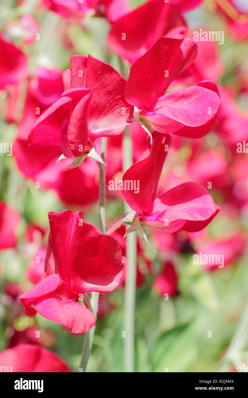 Lathyrus odoratus. Pisello dolce "Winston Churchill' fiori, REGNO UNITO Foto Stock