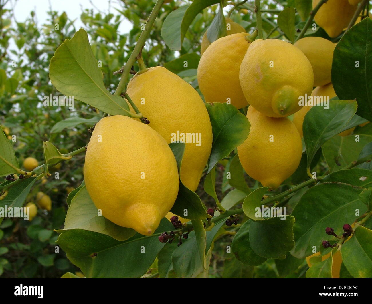 limoni Foto Stock