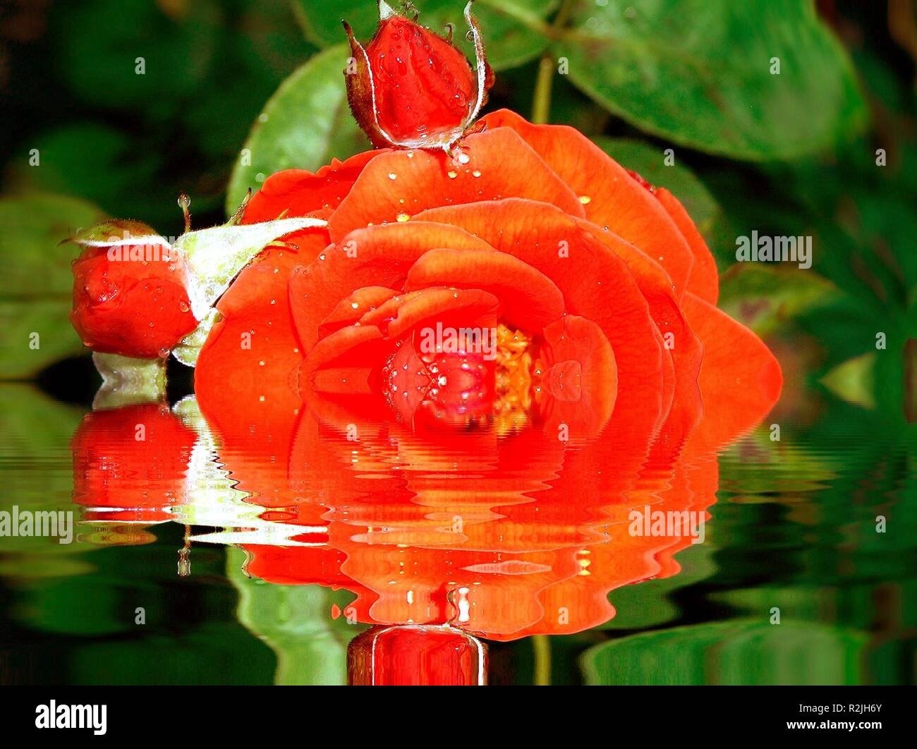 Caducità Foto Stock