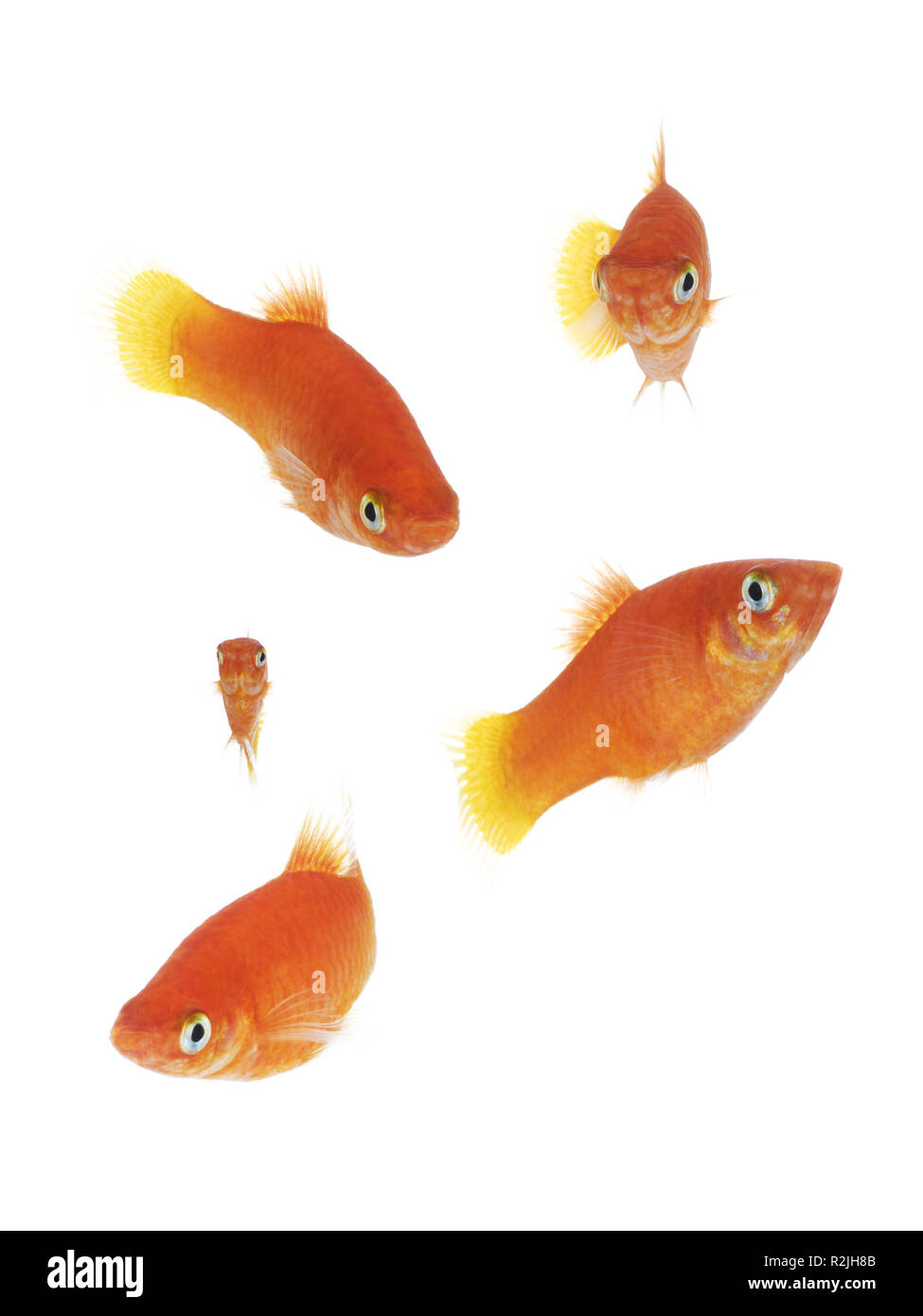 Isolate il pesce d'oro Foto Stock