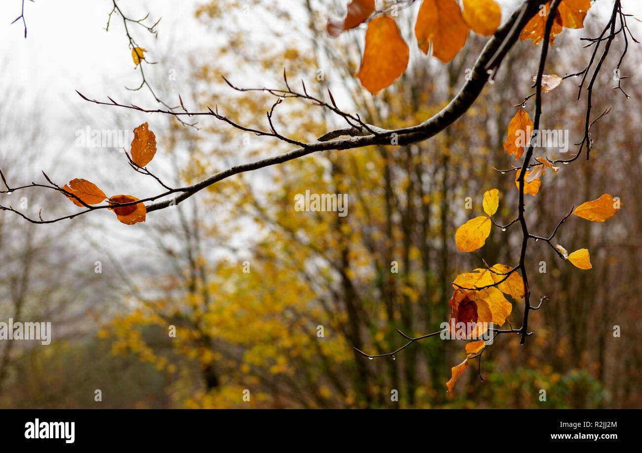 Paesaggio autunnale del Parco Nazionale d'Abruzzo Foto Stock