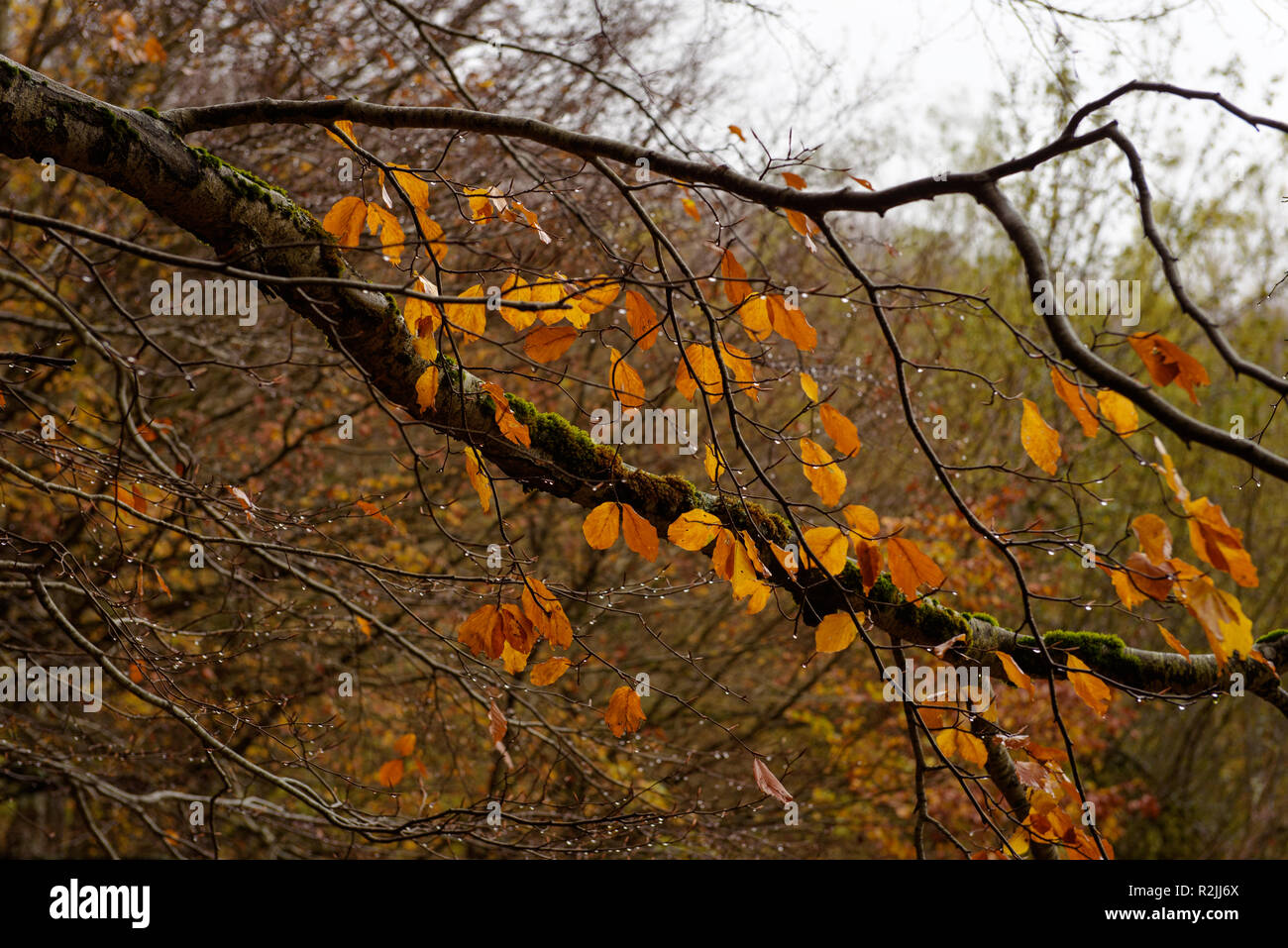 Paesaggio autunnale del Parco Nazionale d'Abruzzo Foto Stock