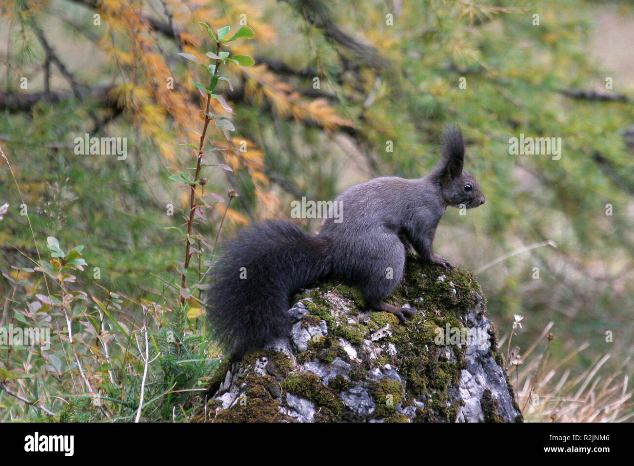 Un allegro compagno Foto Stock