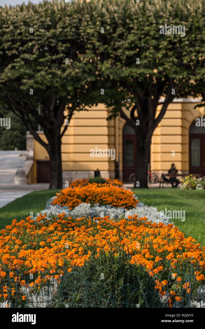 Rose sul re Tomislav Square, Zagabria, Croazia Foto Stock