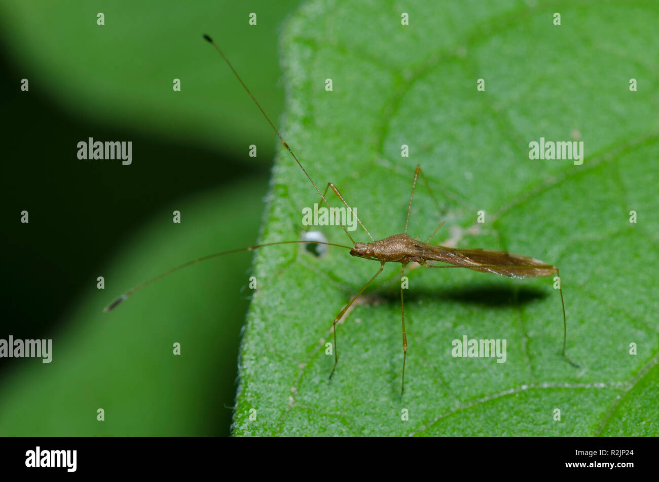 Il Bug di inclinazione spinato, il wickhami di Jalysus Foto Stock
