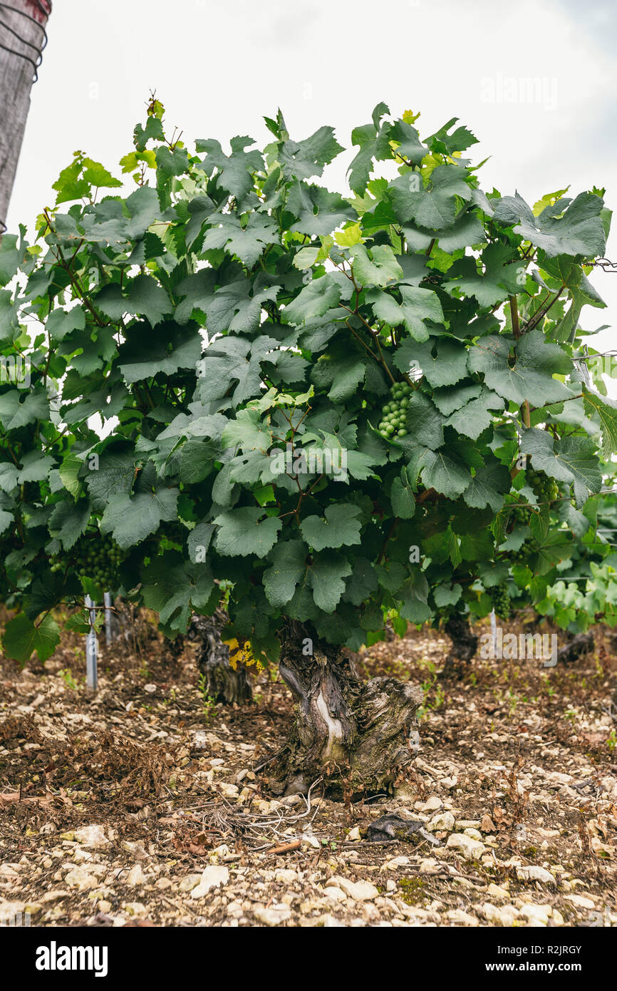Boccola di uva nel campo, coltivazione di uve in Francia Foto Stock