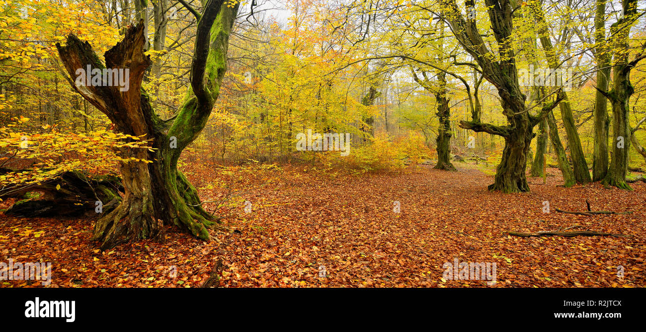 Germania, Hesse, Sababurg, Reinhardswald, nodoso stranamente invecchiato carpini in un ex foresta pastorale in autunno Foto Stock