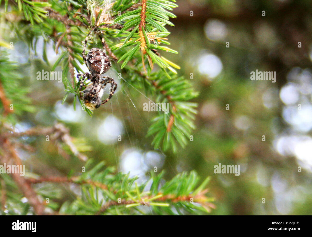 kreuzspinne Foto Stock