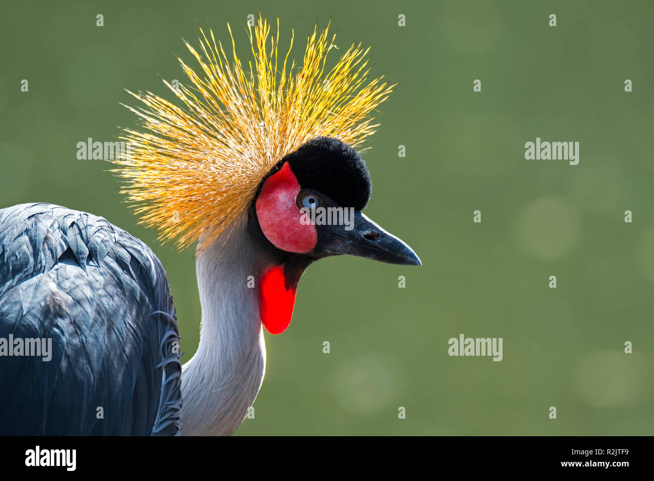 Grey Crowned Crane (Balearica regulorum) close up verticale che mostra colore rosso brillante gola gonfiabile pouch, nativo per l'Africa orientale e australe Foto Stock