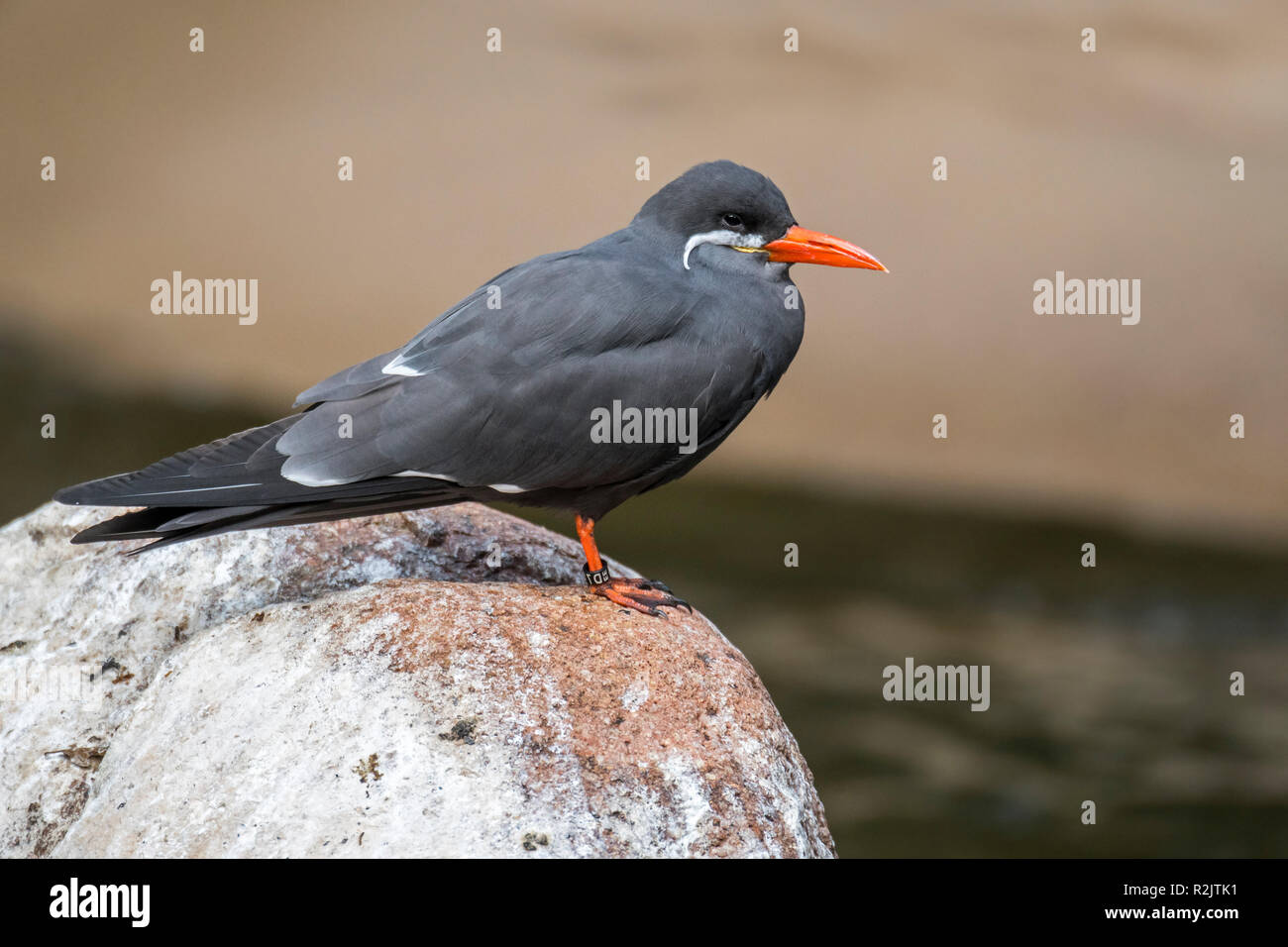 Inca tern (Larosterna inca) appollaiato sulla roccia sulla spiaggia, nativo di Cile, Colombia, Ecuador e Perù Foto Stock